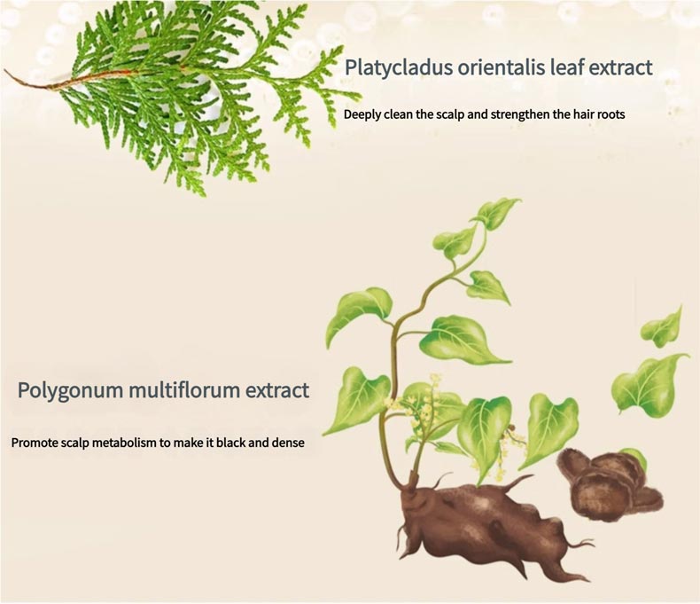 A picture showing two main ingredients of Chinese - herb shampoo, Platyc ladus orientalis leaf extract and Polygonum multiflorum extract, with their functions described.